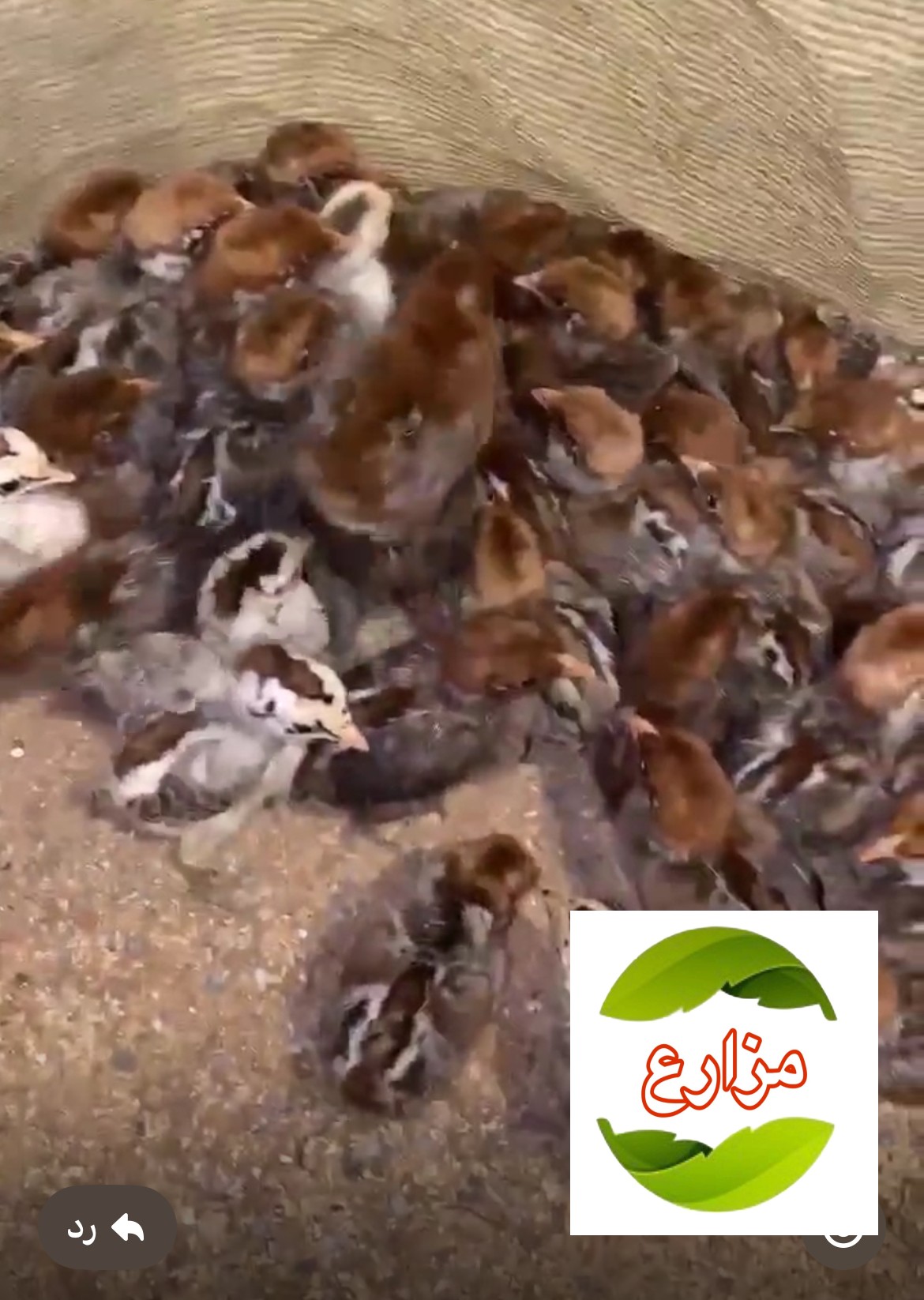 صيصان دجاج فيومي