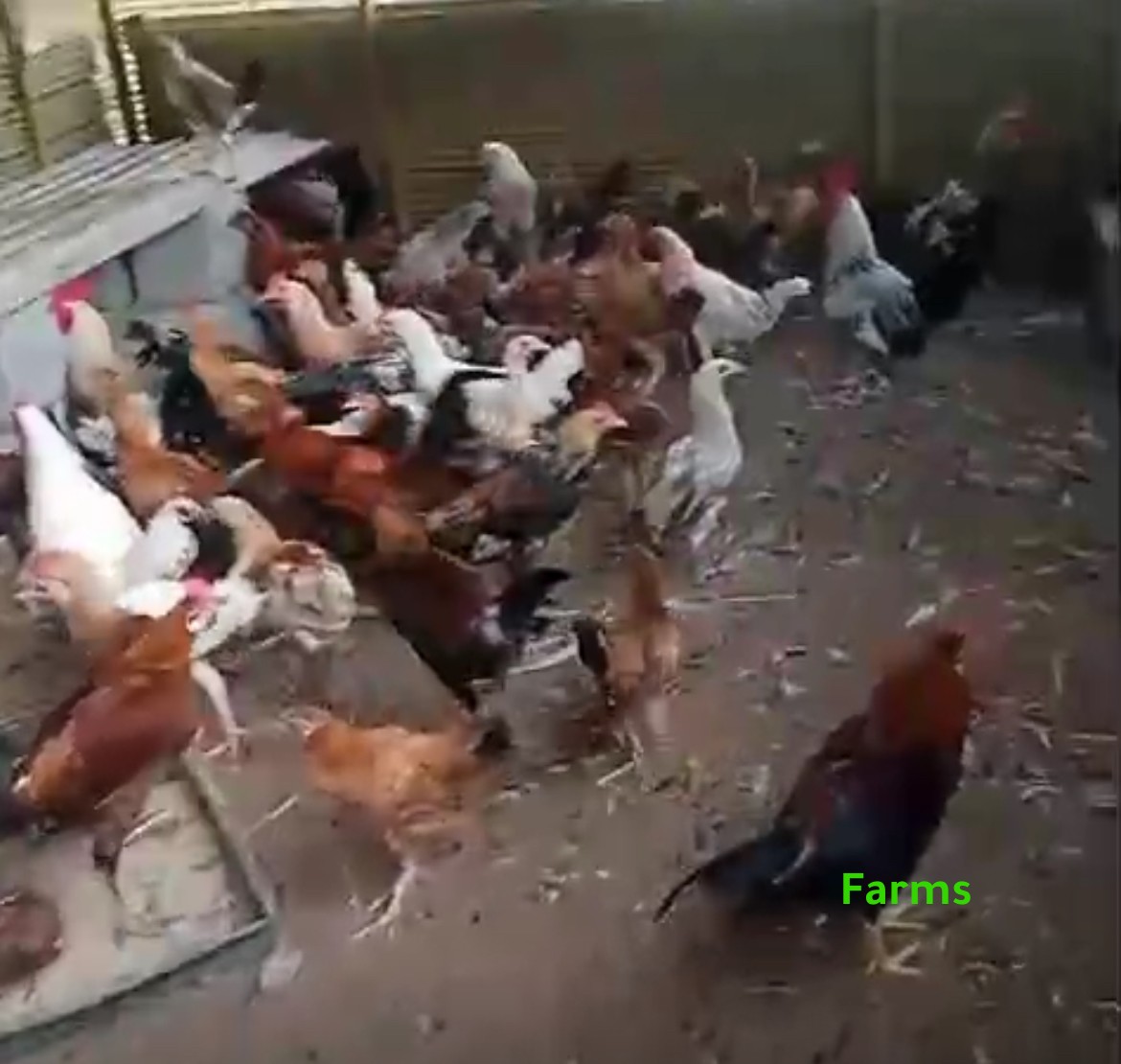 دجاج محلي مكس