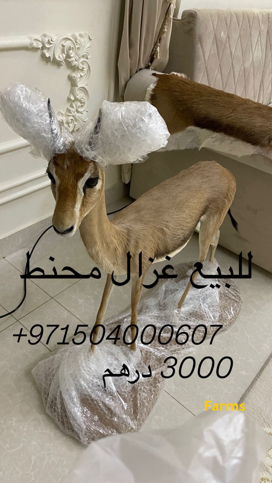 غزال محنط تمثال