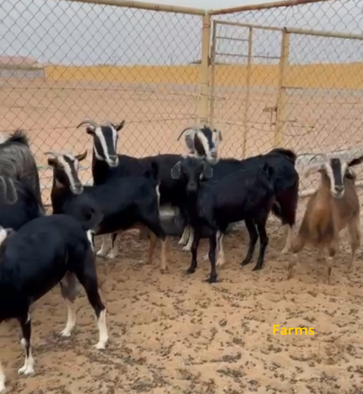 ماعز حو للبيع