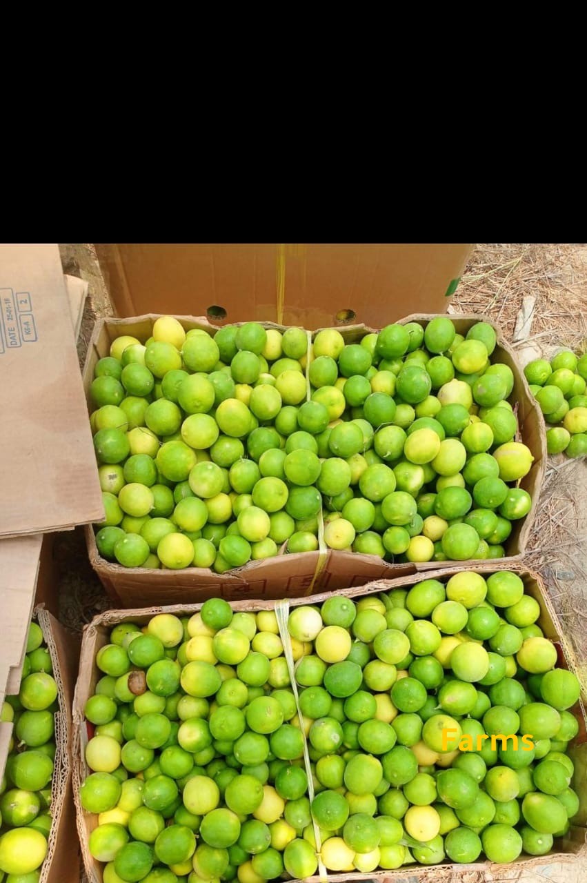 ليمون عماني حامض