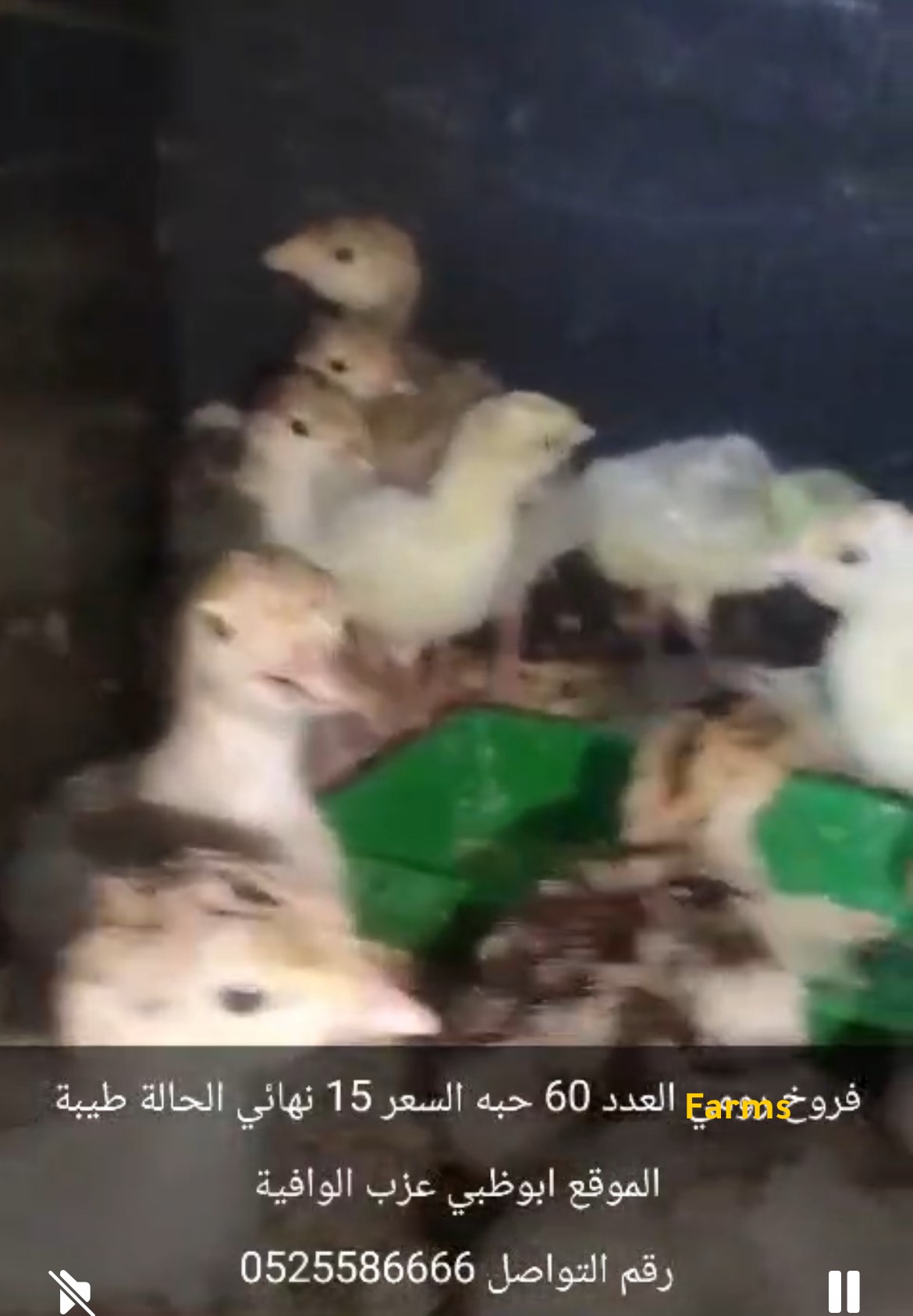 صيصان رومي