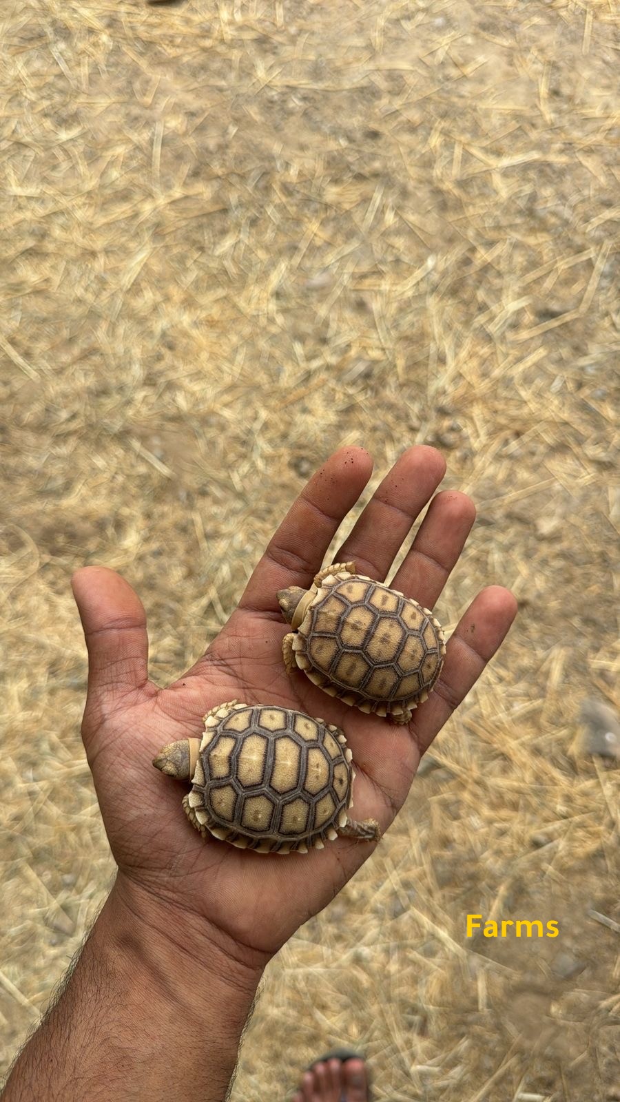 سلحفاة سالكوتا