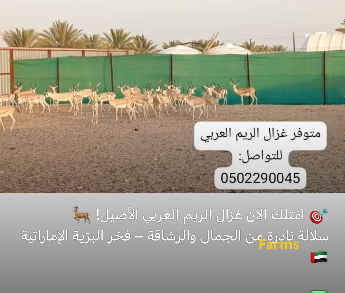 غزال الريم