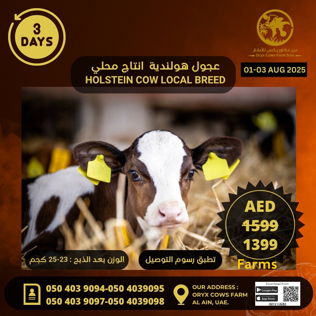 عجول هولنديه انتاج محلي