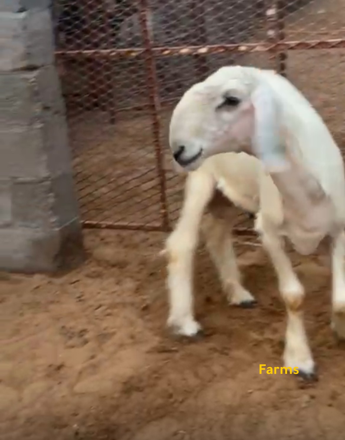 طلي نجدي رملي