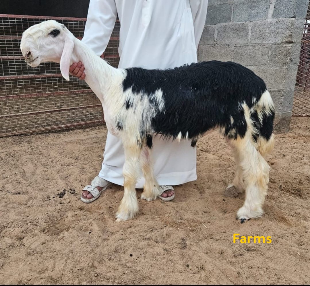 طلي نجدي معرف