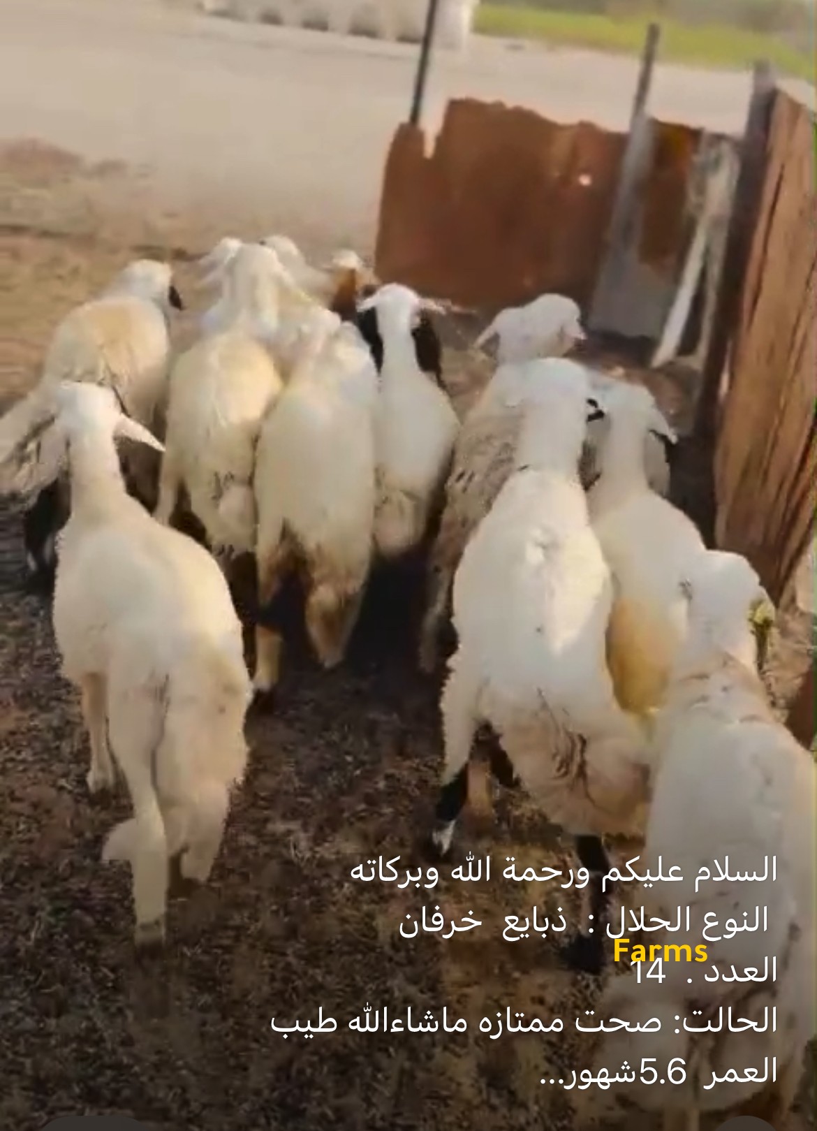 ذبايح خرفان مهجنه