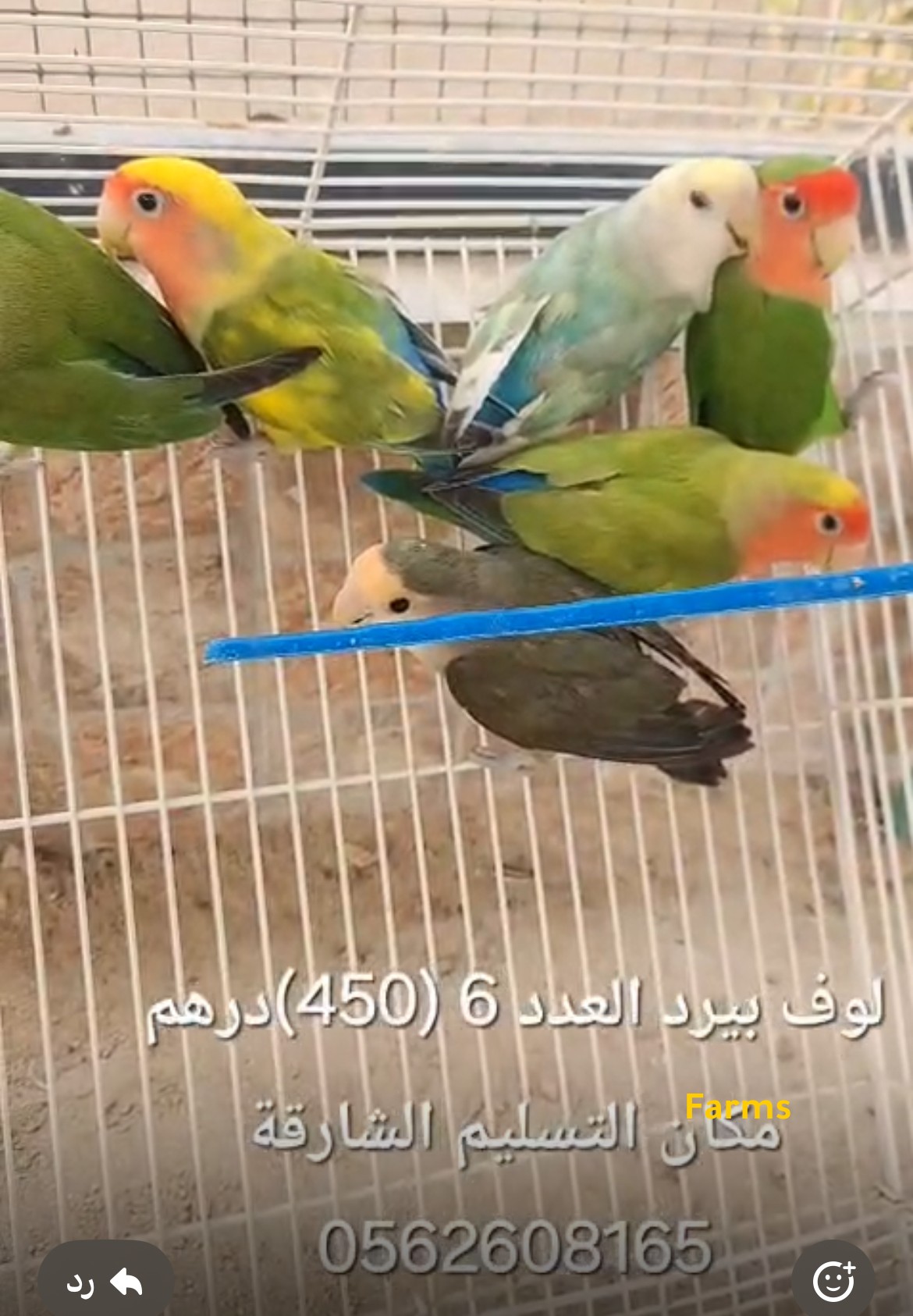 لوف بيرد