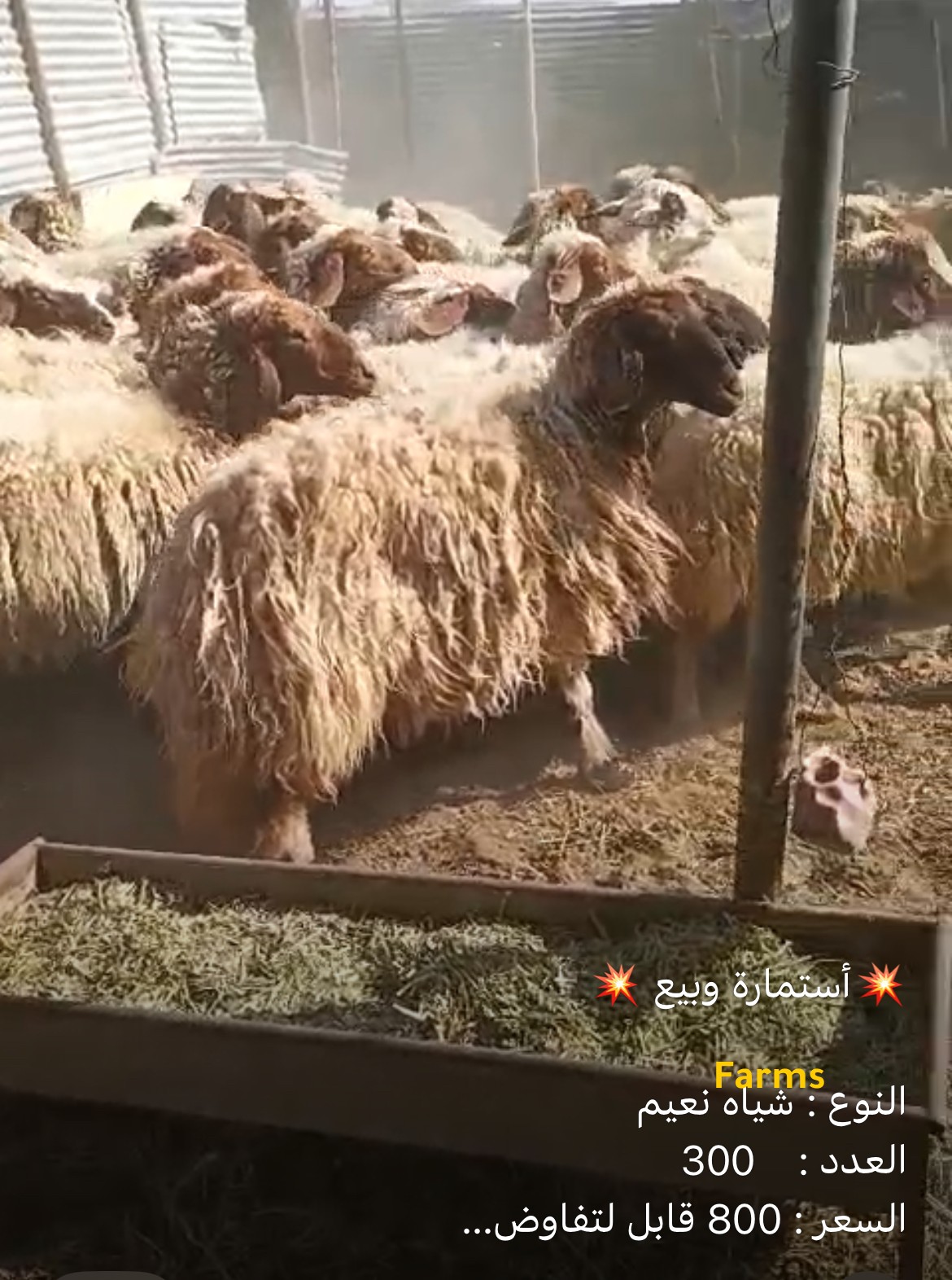 شياه نعيم