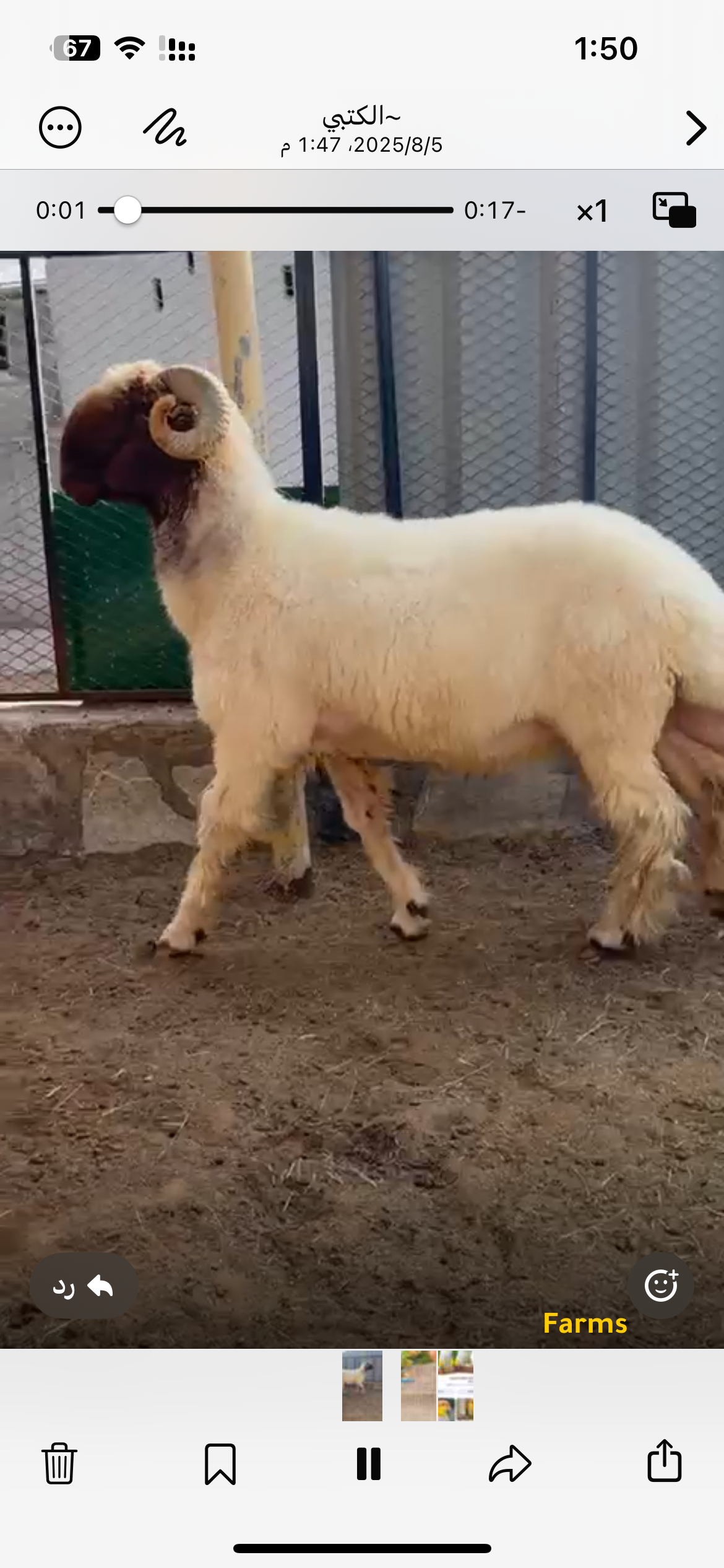 فحل نعيمي