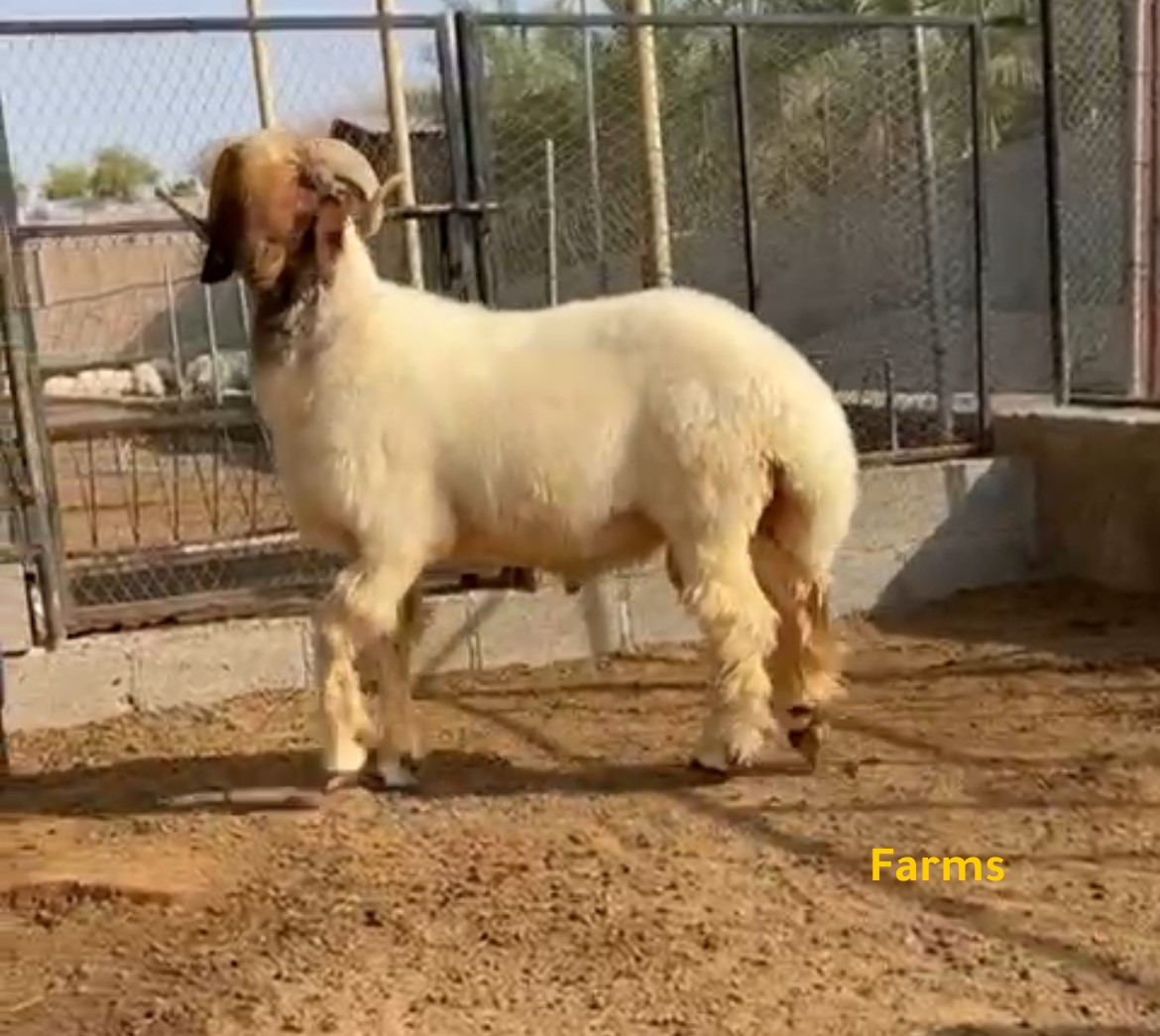 فحل نعيمي
