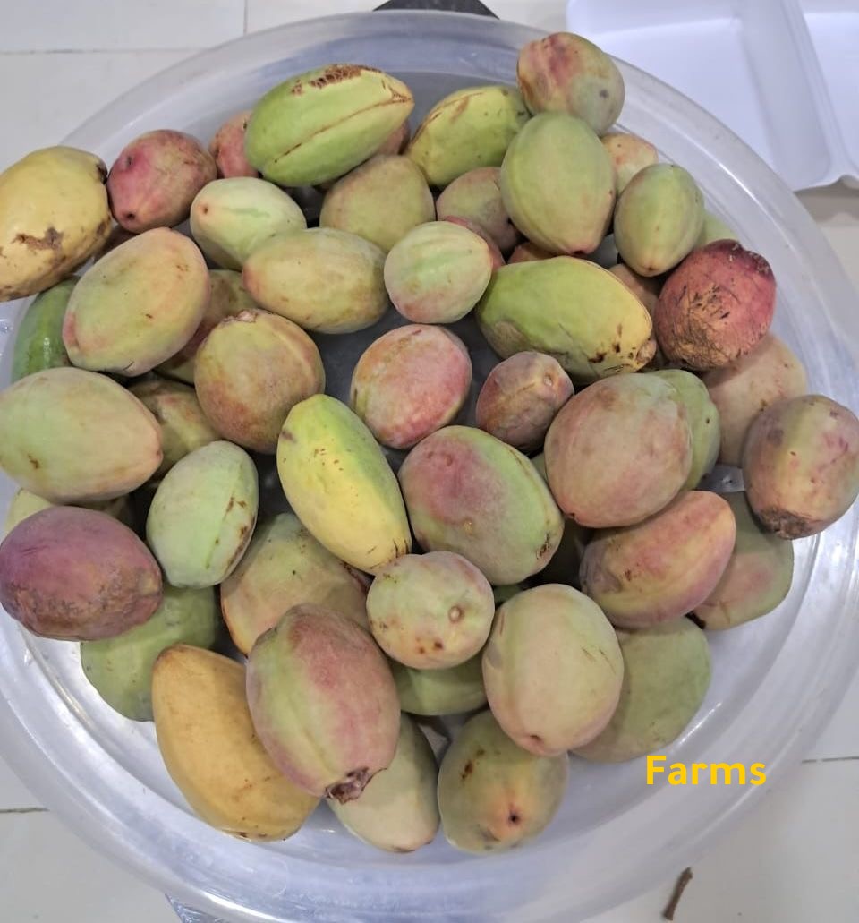 ثمار اللوز