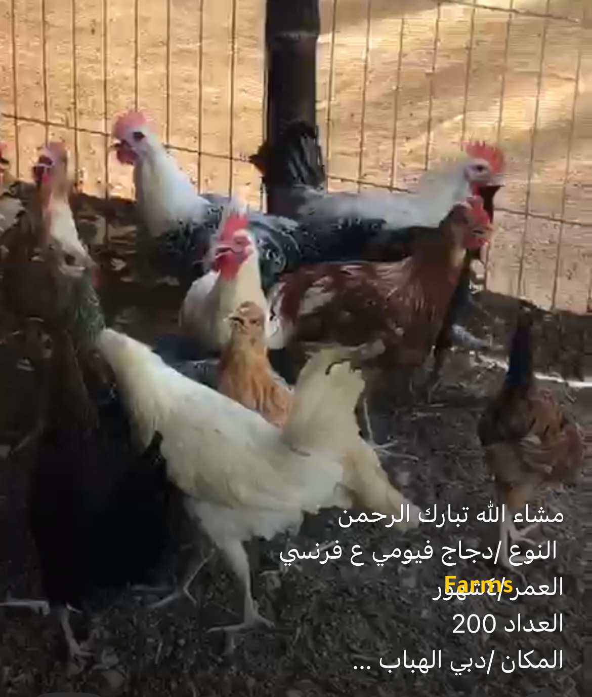 دجاج فرنسي على فيومي