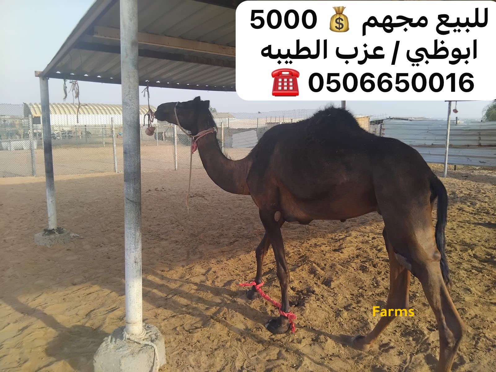 مجهم للبيع