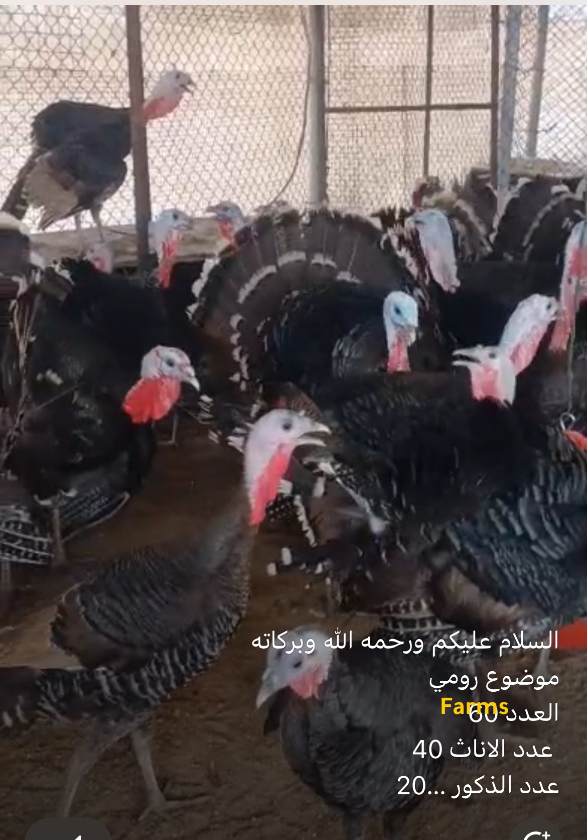 رومي منتج