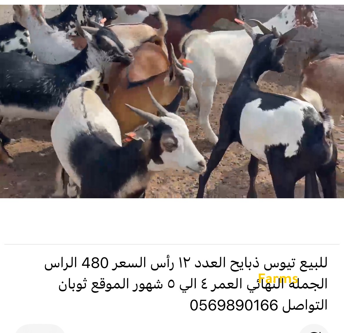 ذبايح تيوس