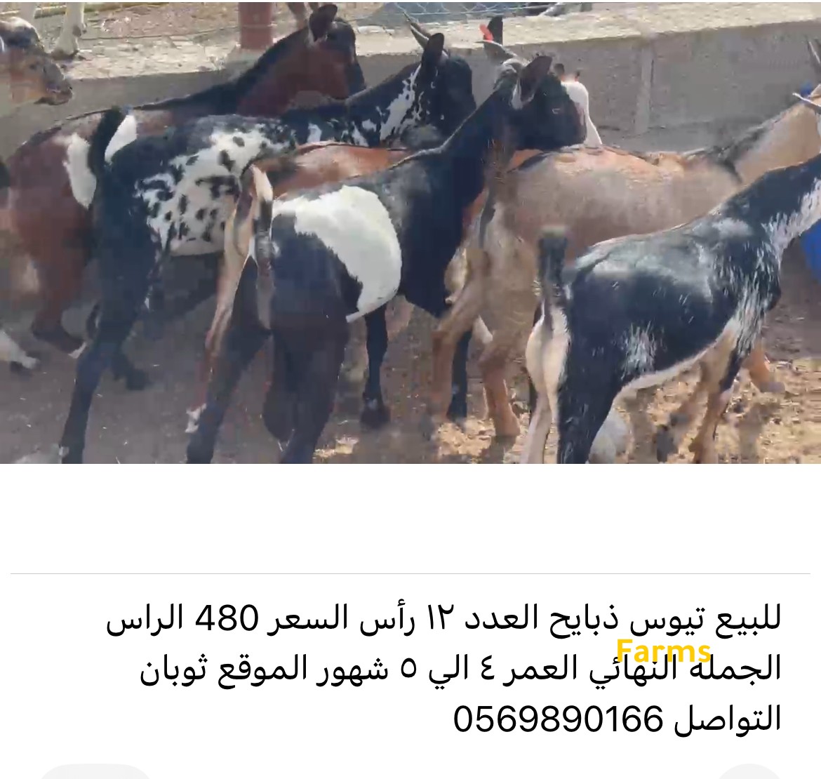ذبايح تيوس