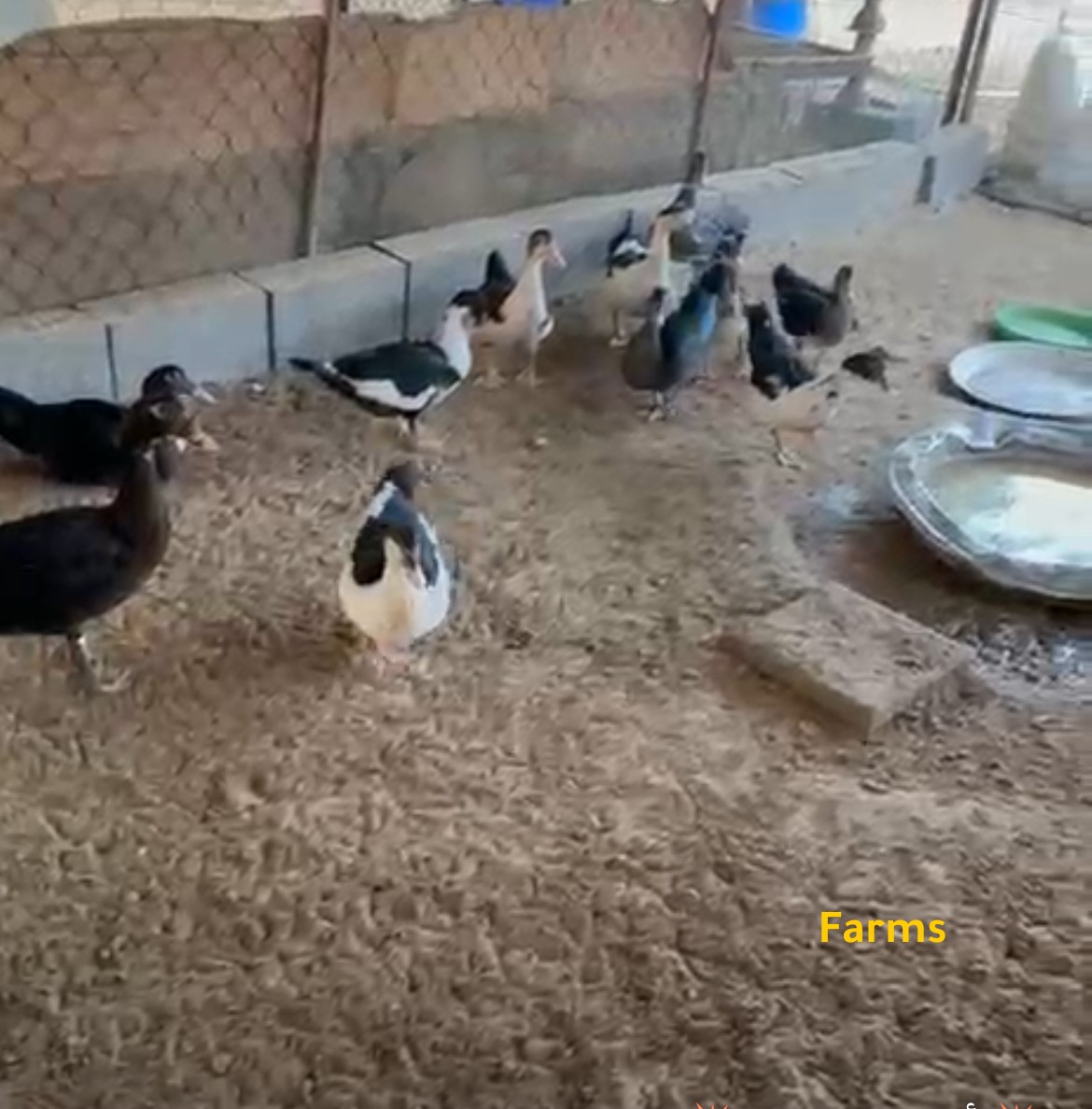 بط مصري