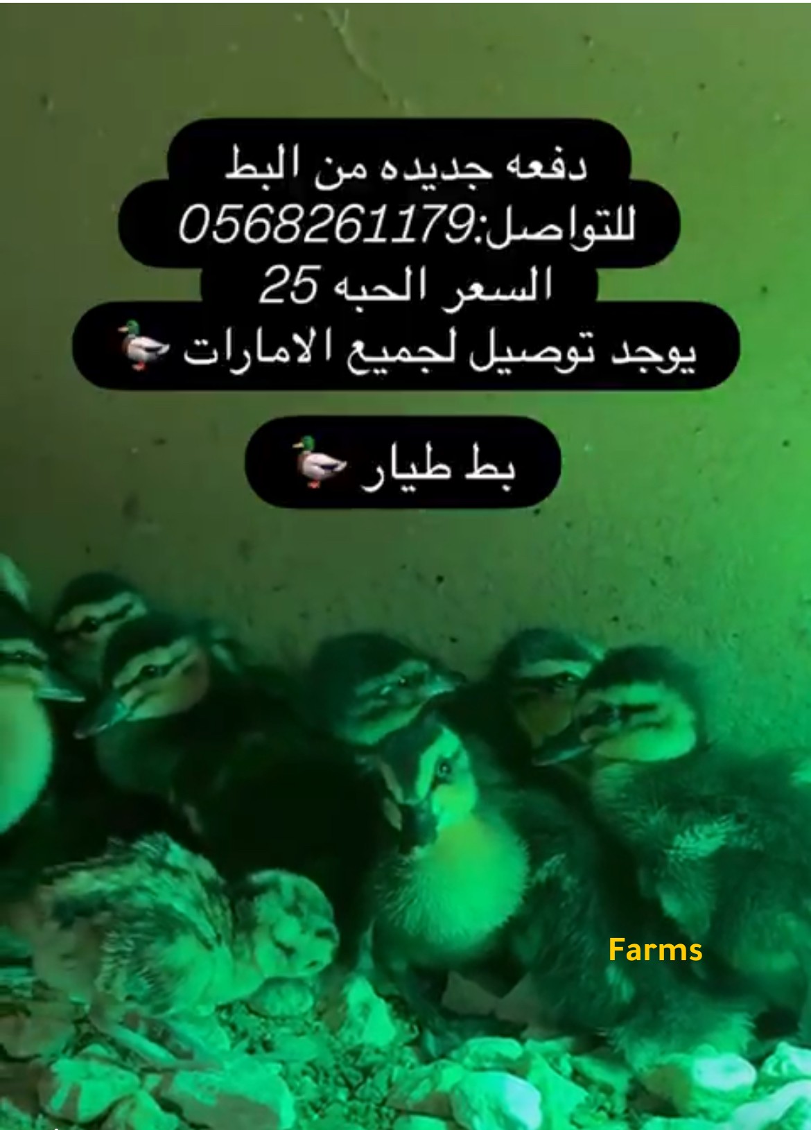 صيصان البط الطيار