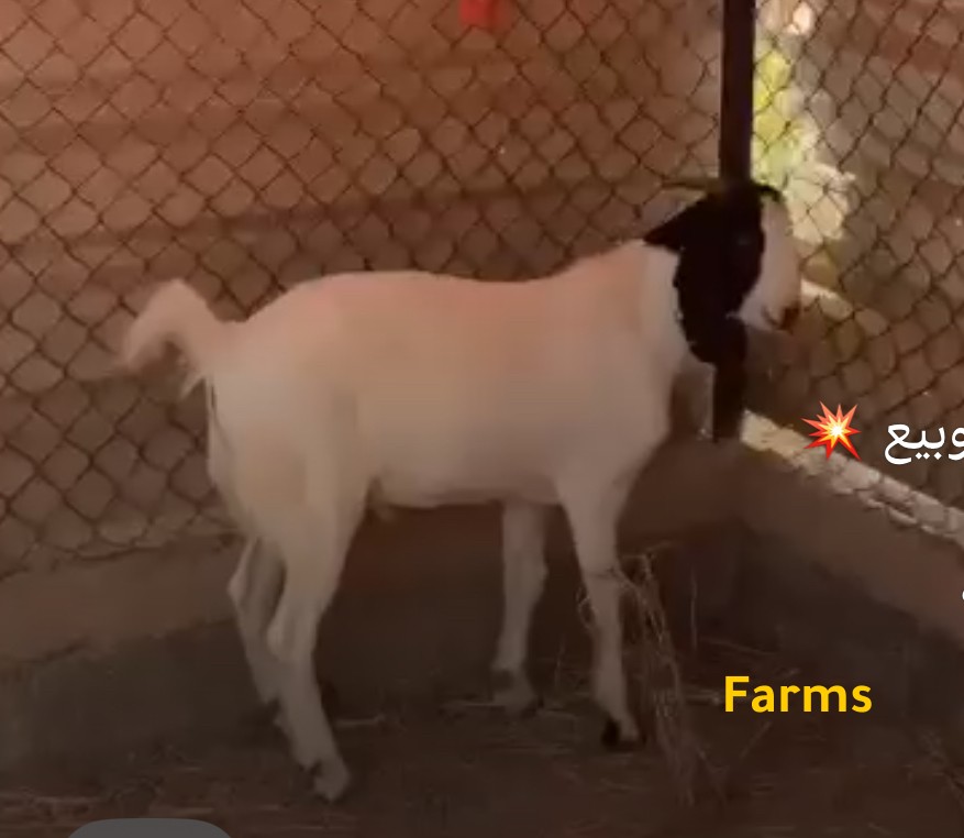 ذبيحه تيس باكستاني