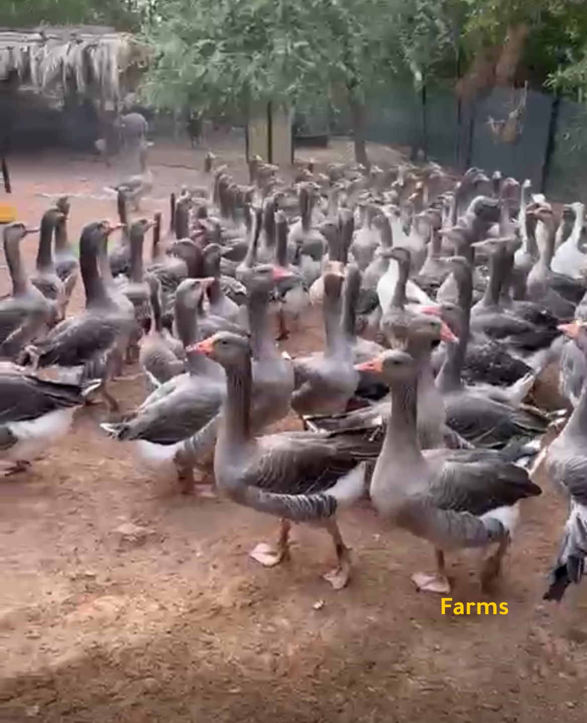 وز فرنسي