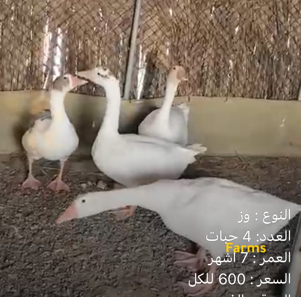 وز عدد 4 ب 600
