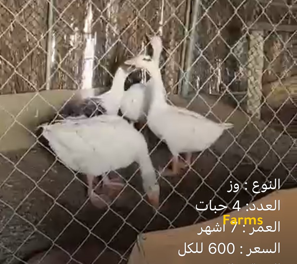 وز عدد 4 ب 600