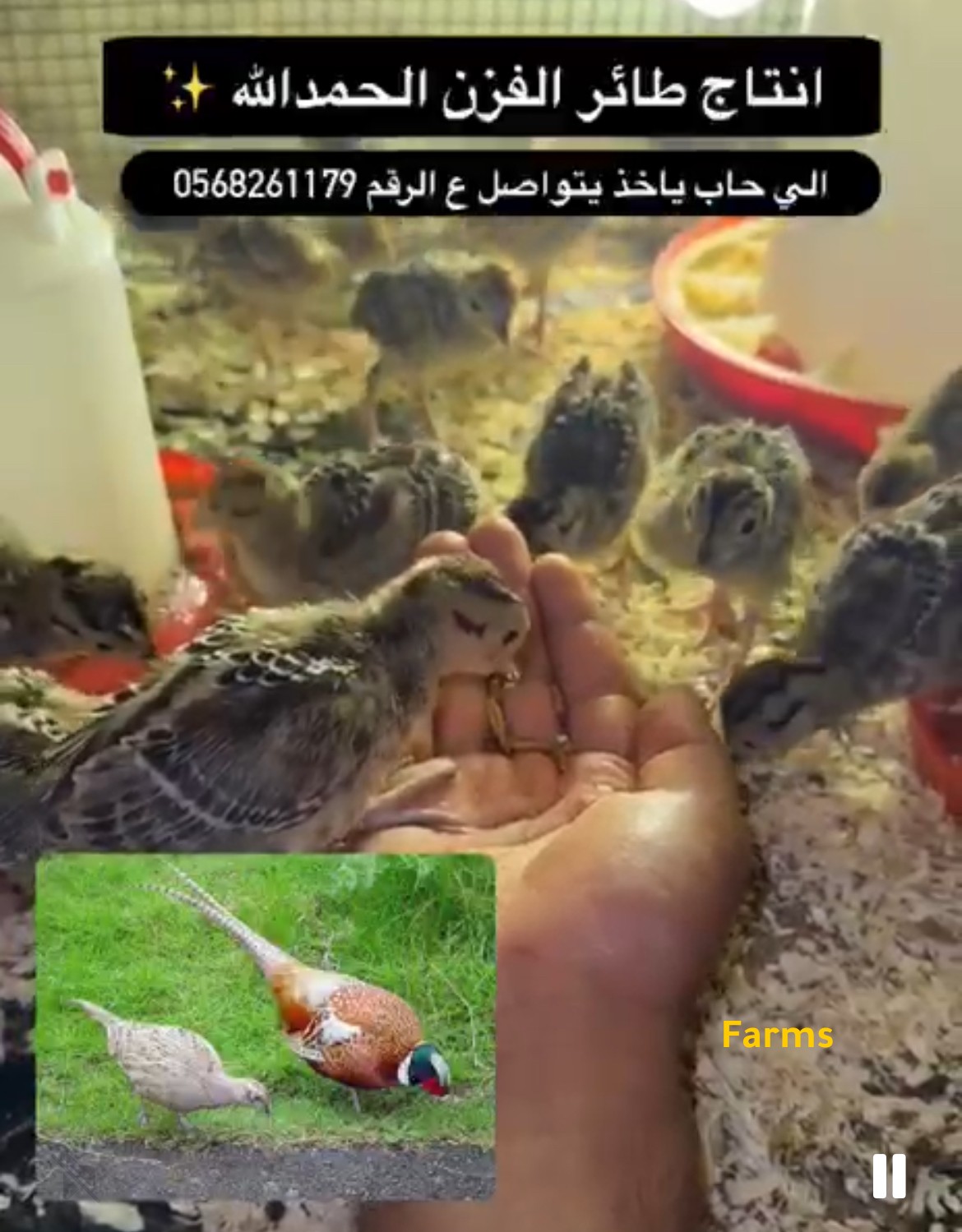 فزن أفريقي