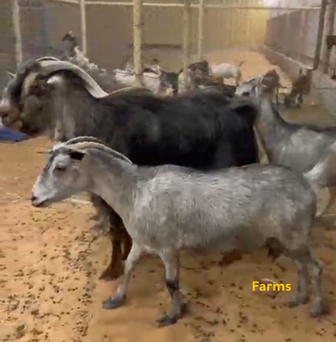ماعز محلي للبيع
