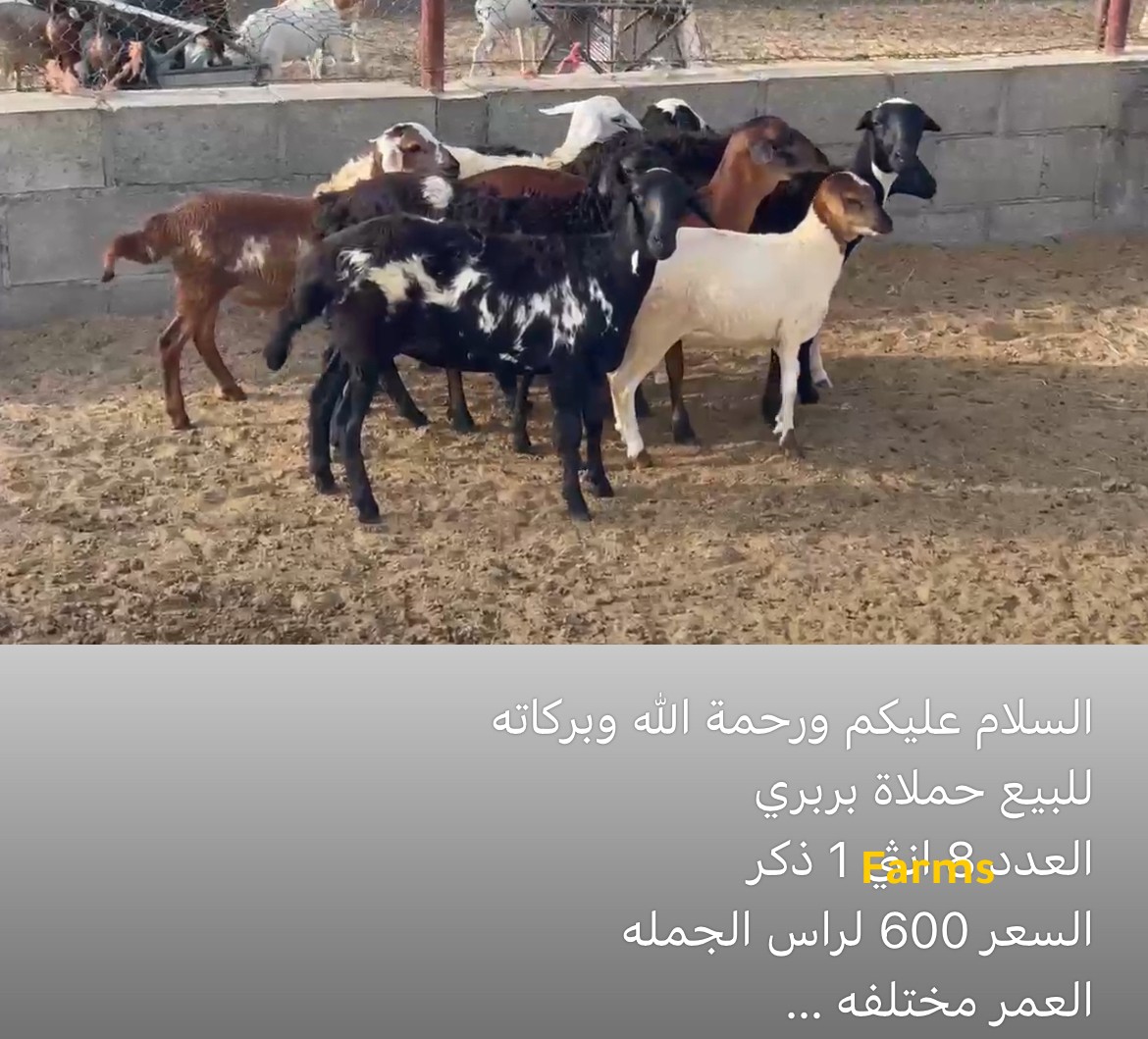 حملات بربرية