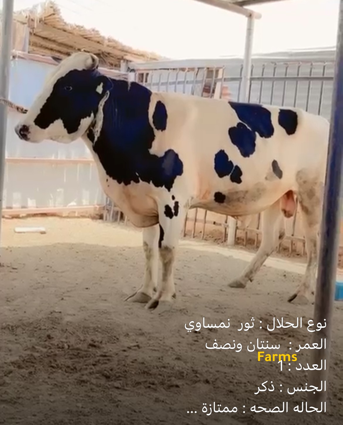 ثور نمساوي