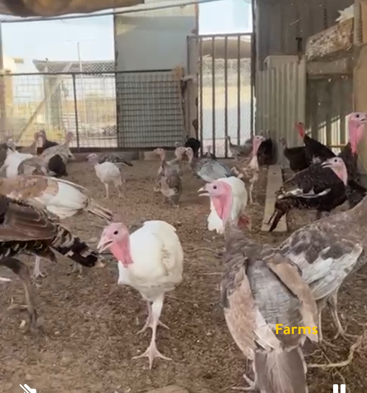 رومي للبيع