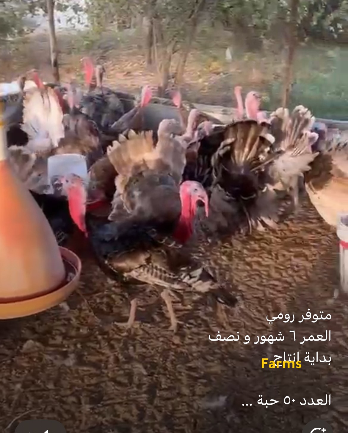 رومي للبيع