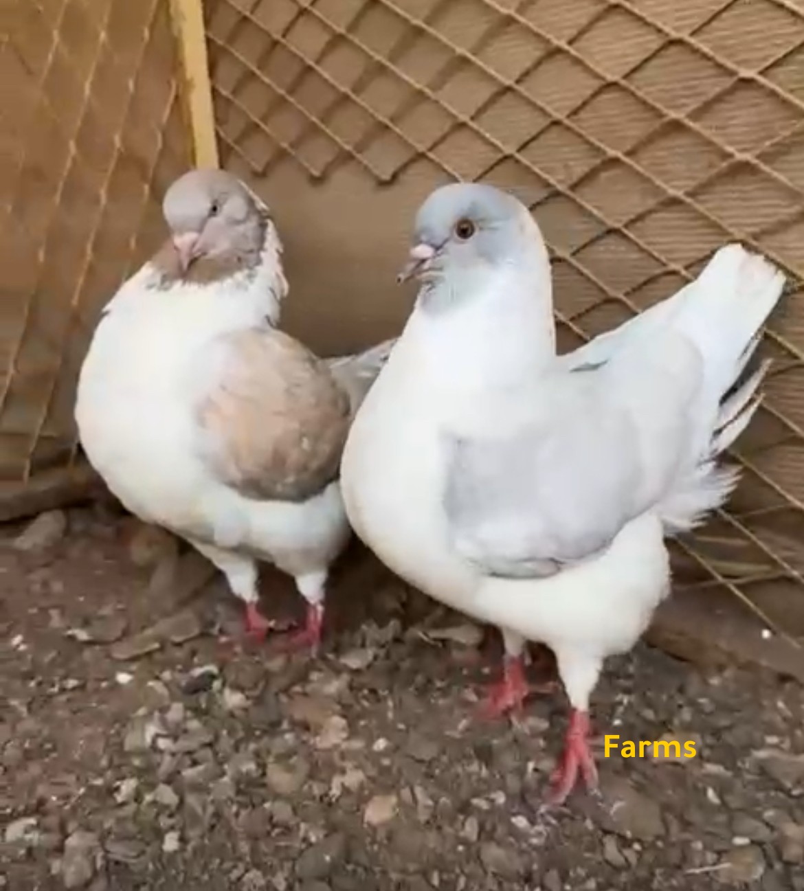 زوج حمام مدينه