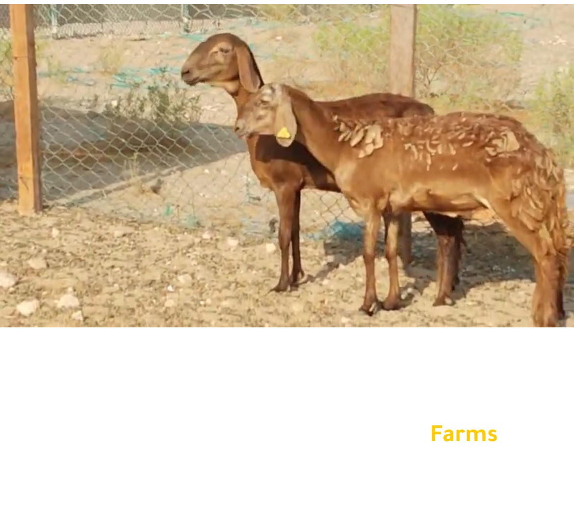 يعد سودانيه