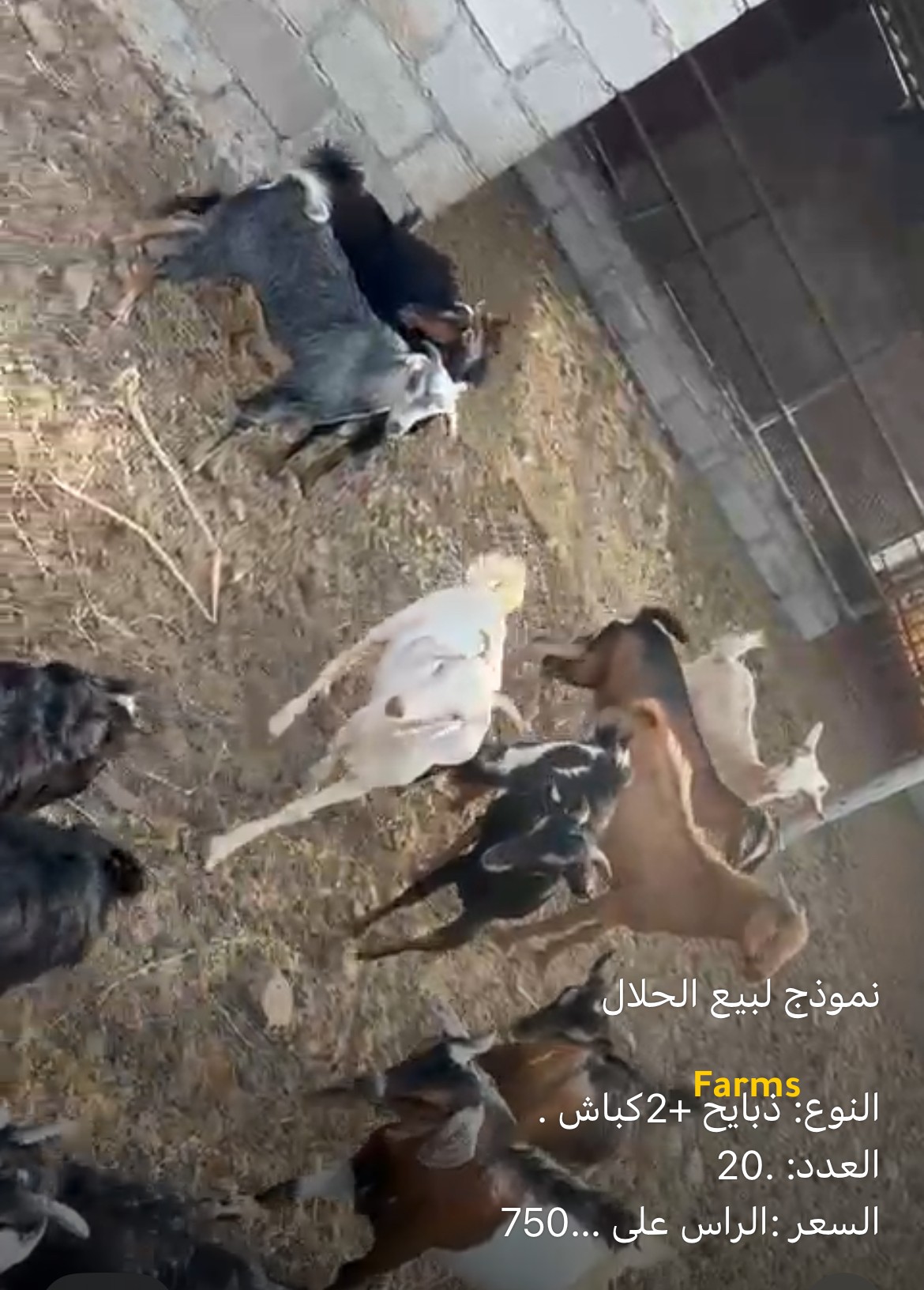 ذبايح للبيع في مسافي