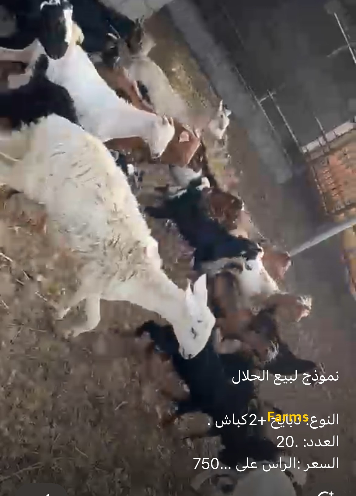 ذبايح للبيع في مسافي