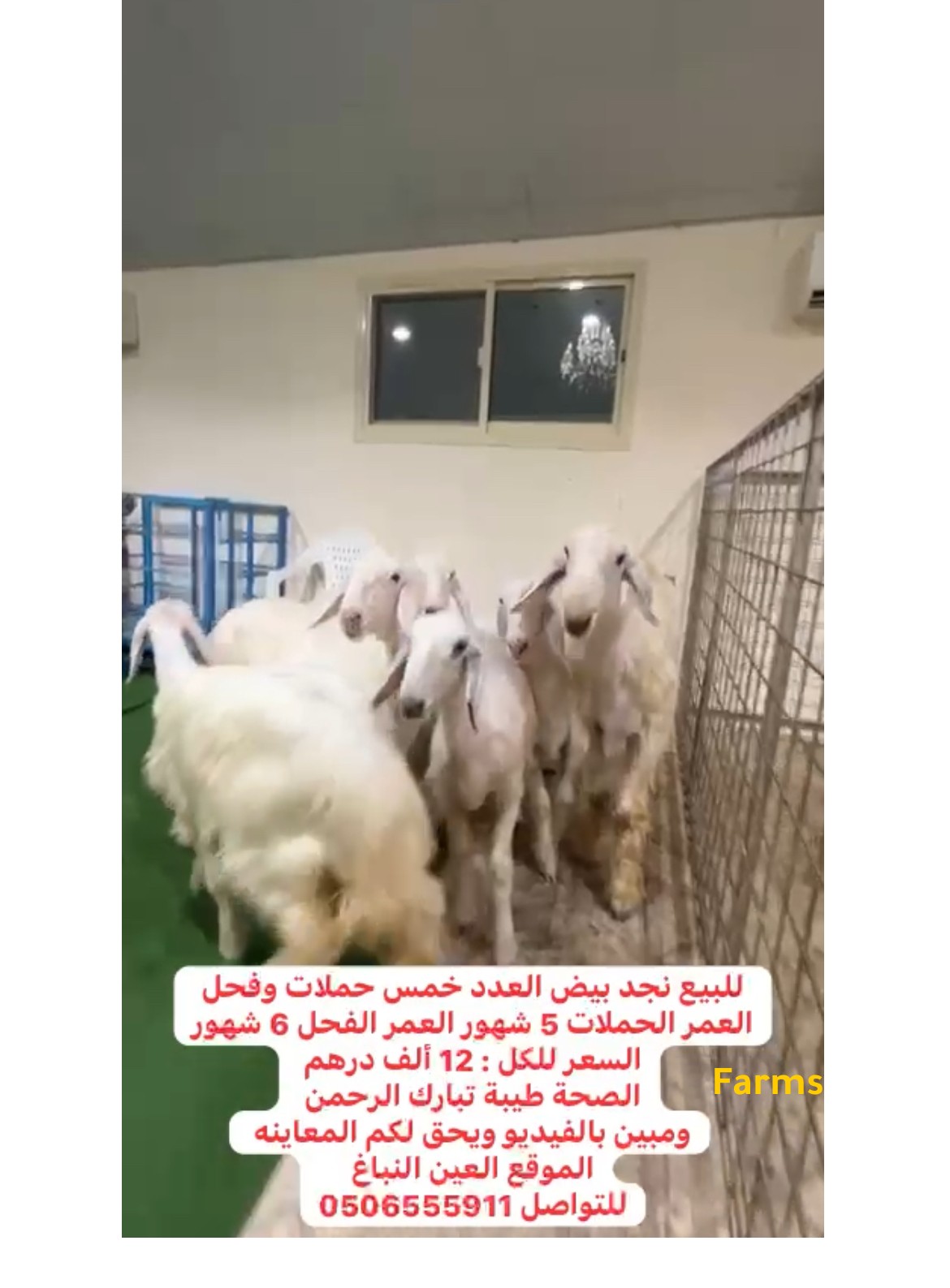 نجد اللون الابيض الرملي