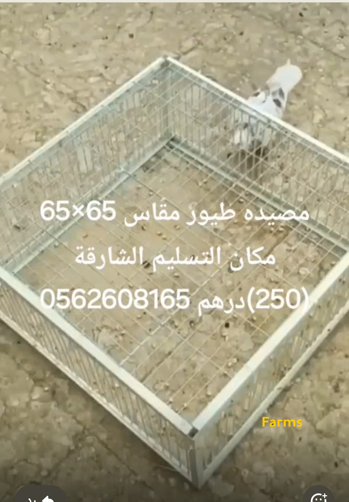 مصيدة طيور