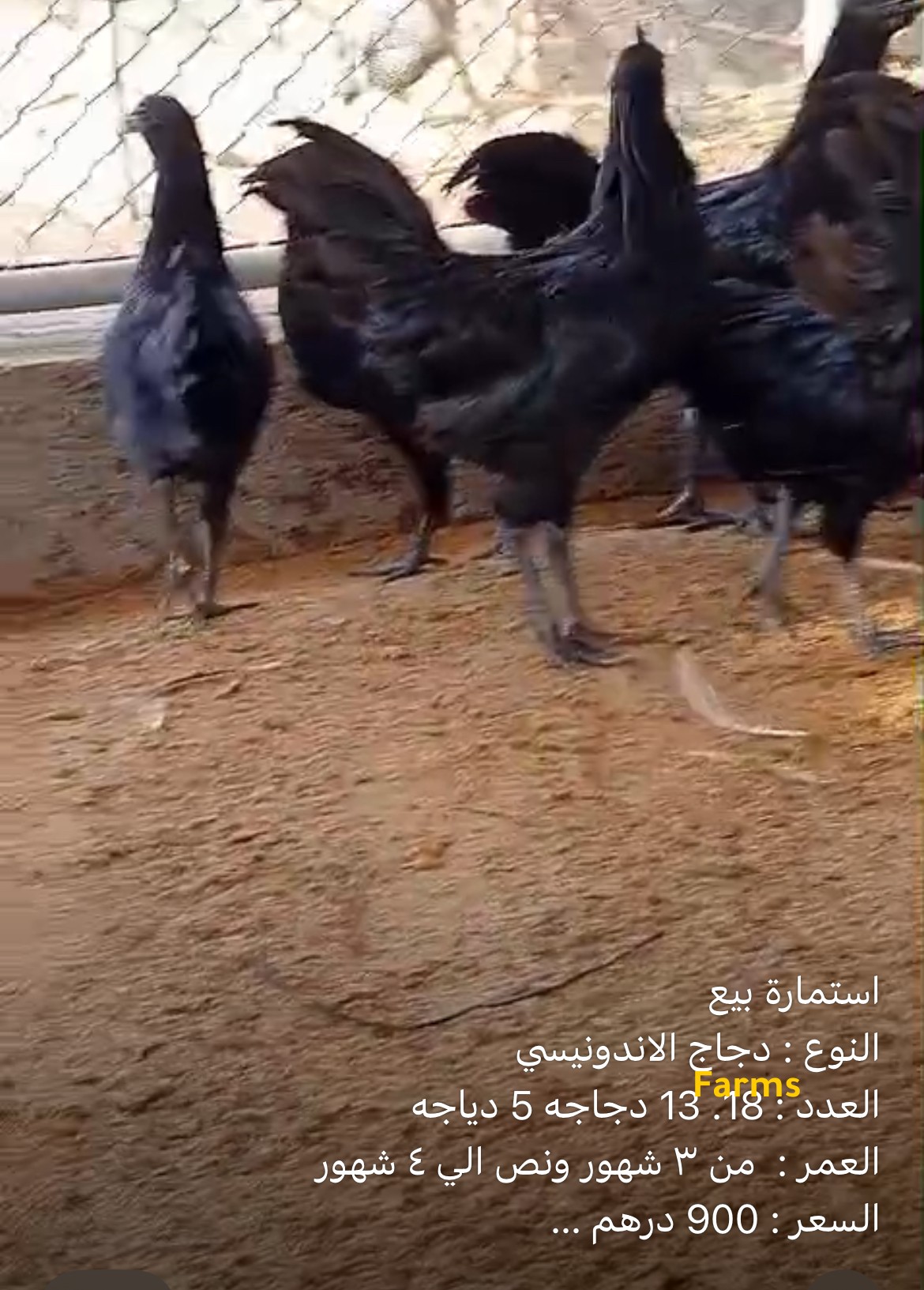 دجاج اندونيسي