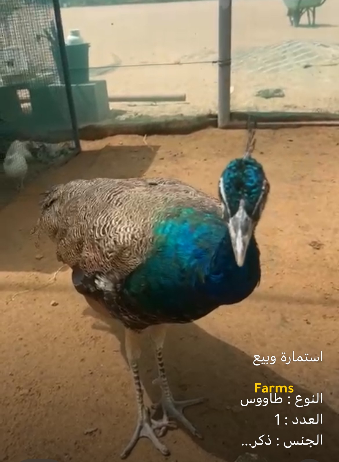 طاووس ذكر