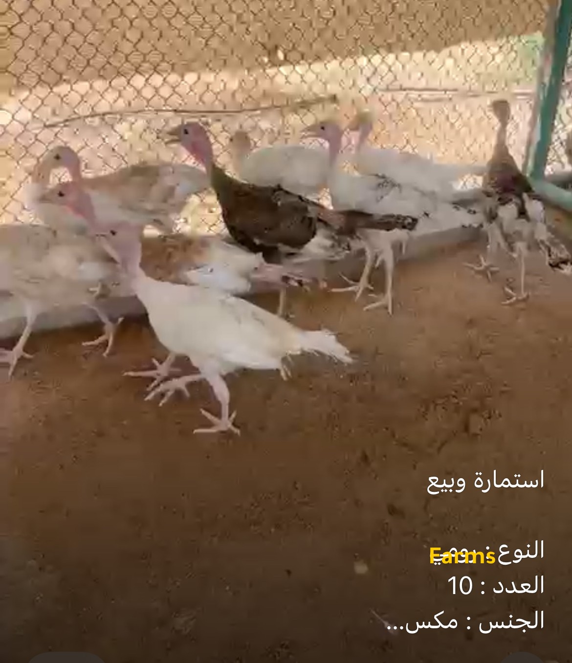 رومي عمر 3 اشهر