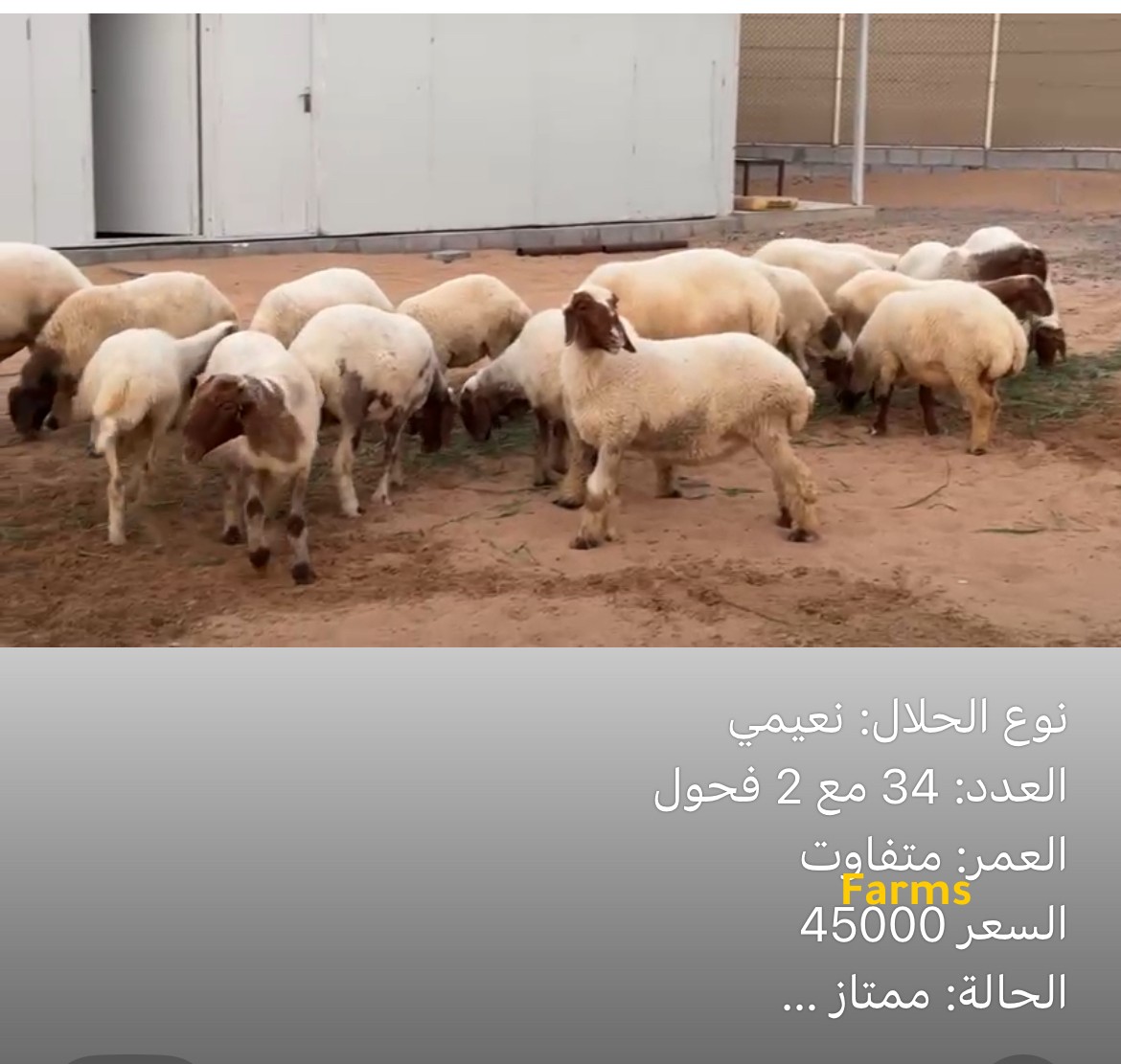 اغنام نعيم مراح كامل 34 راس وفحلين