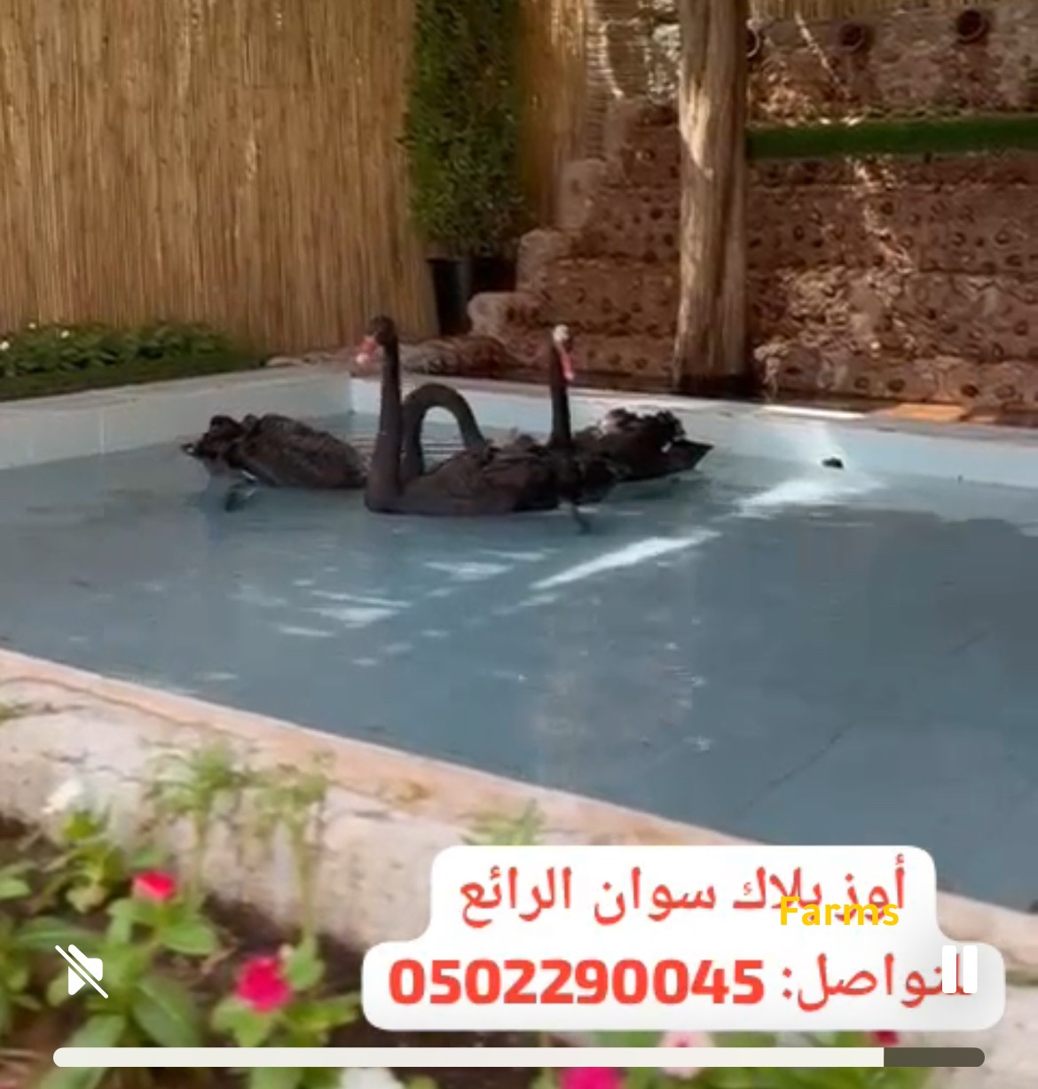 وز بلاك سوان استرالي
