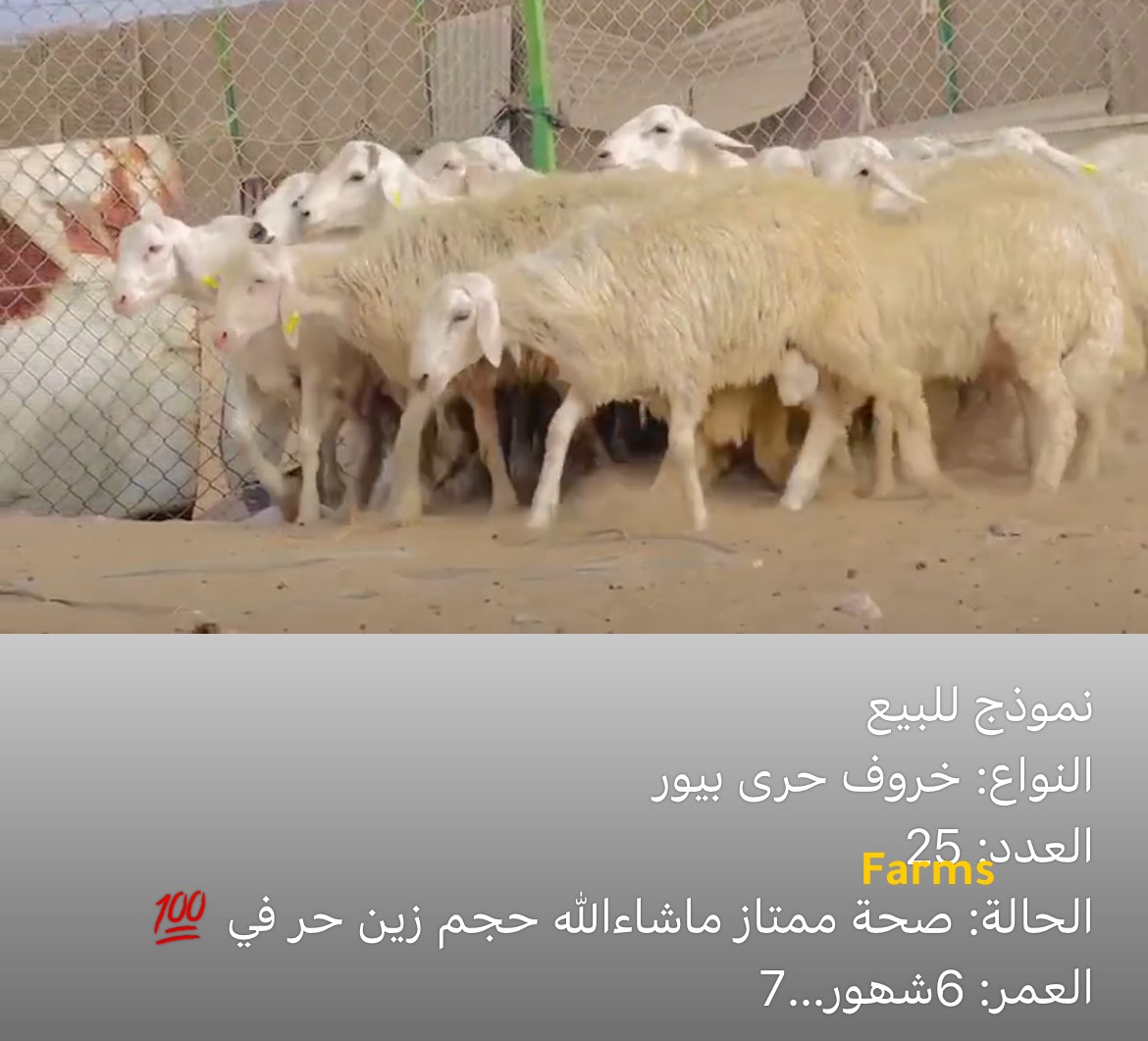 خرفان حري للبيع