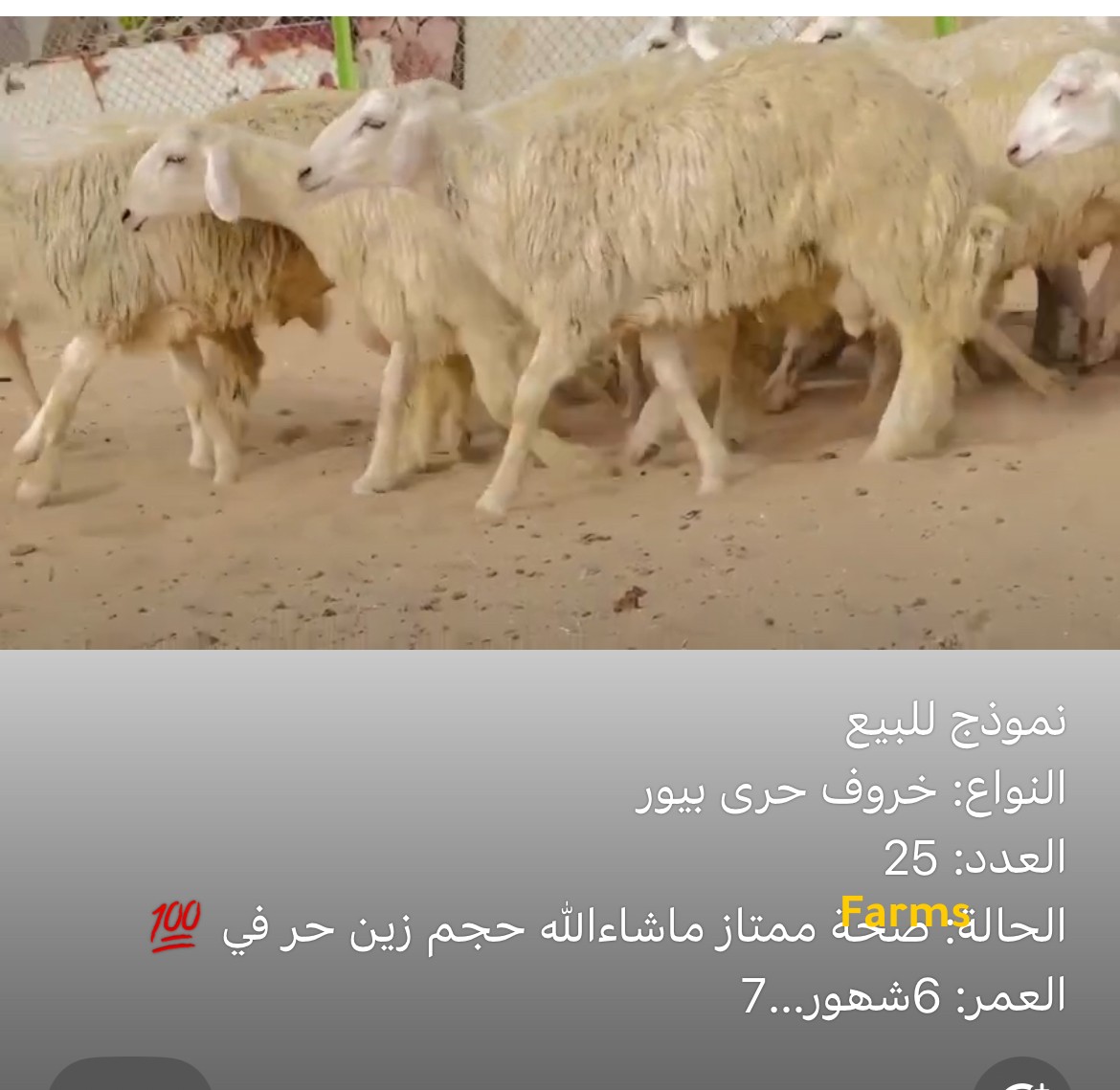 خرفان حري للبيع