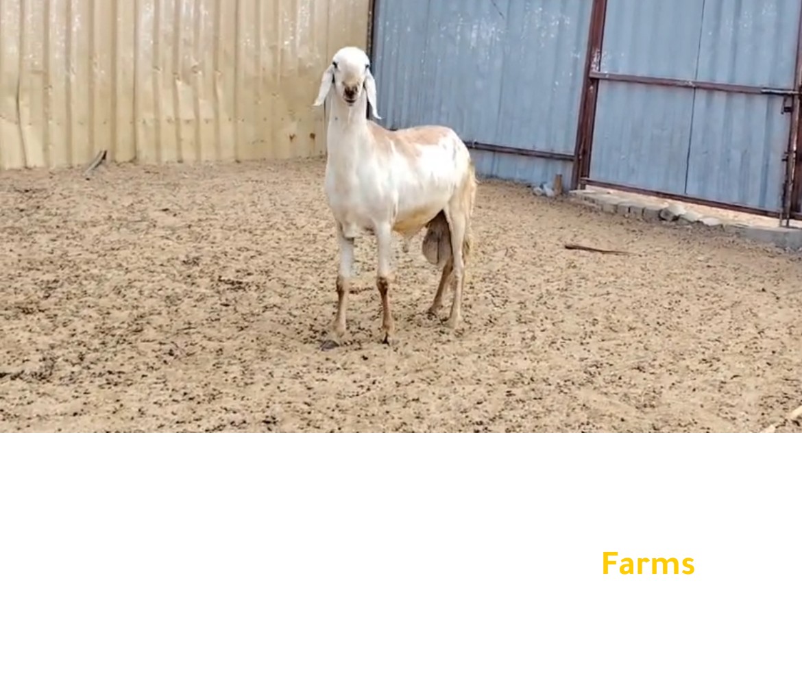 فحل سواكني