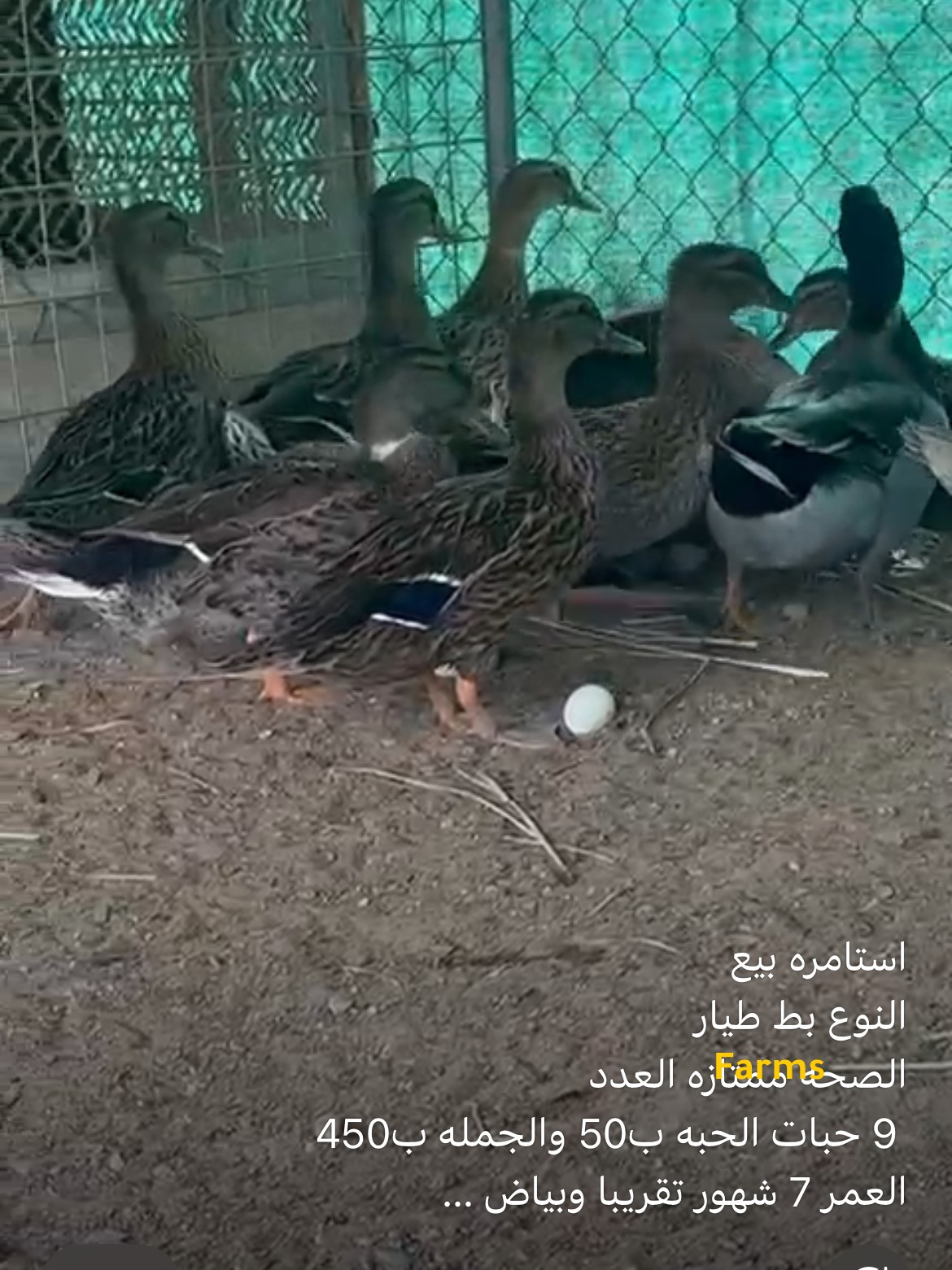 بط طيار للبيع