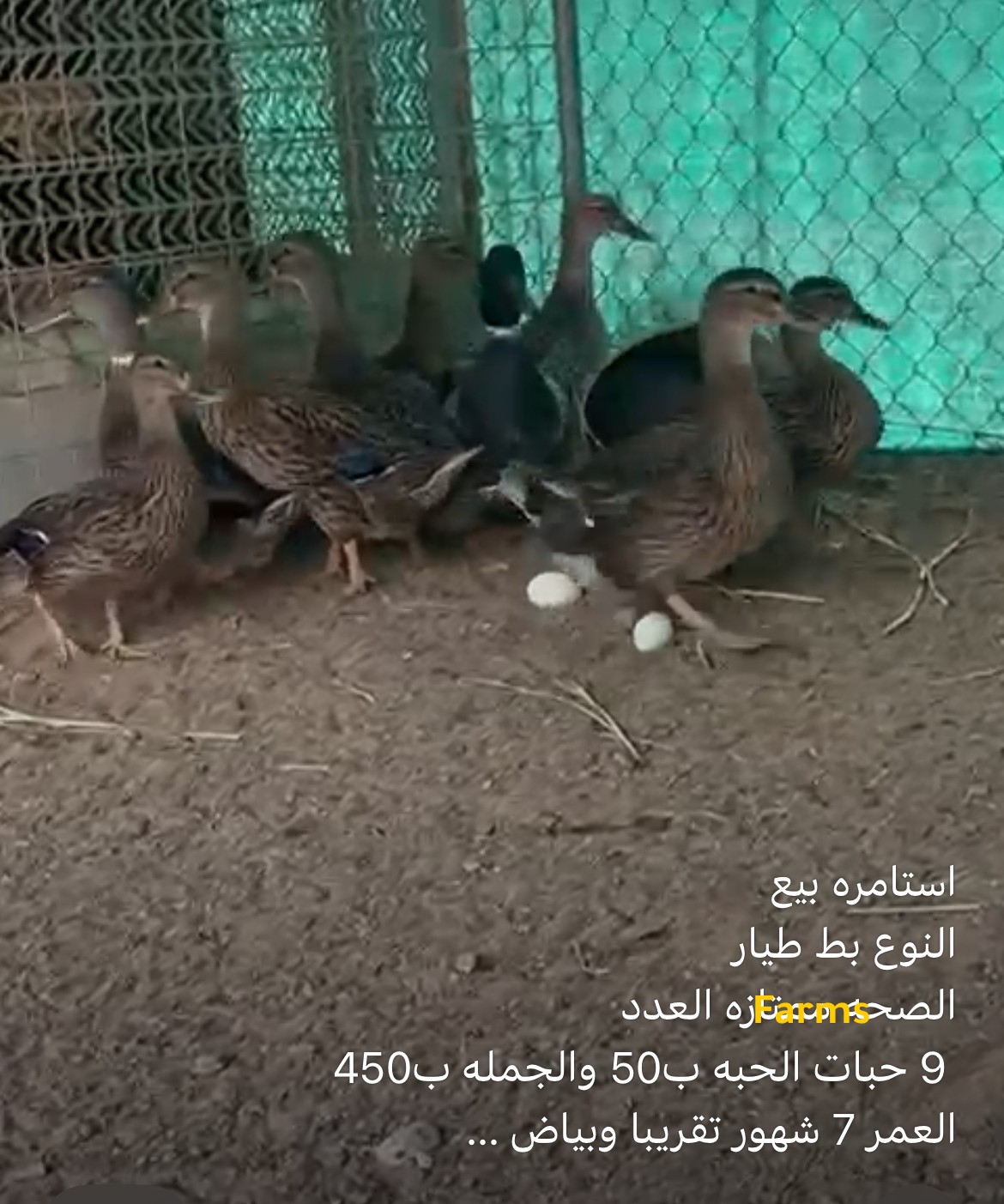 بط طيار للبيع
